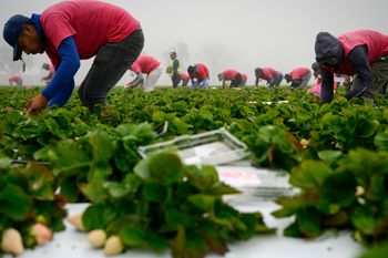 Niemieccy plantatorzy truskawek są okradani. Na polach zakładają kamery