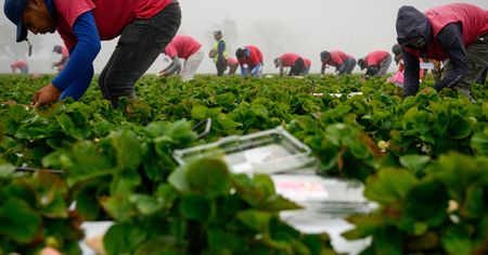 Niemieccy plantatorzy truskawek są okradani. Na polach zakładają kamery