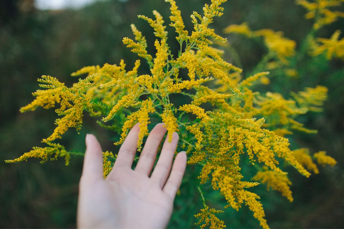 Nawłoć to bylina porastająca pola i łąki