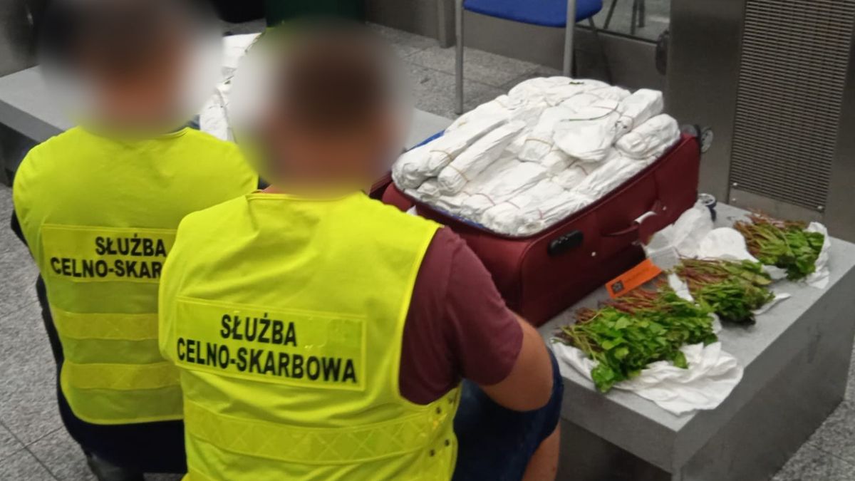 Celnicy udaremnili przemyt 100 kg khatu