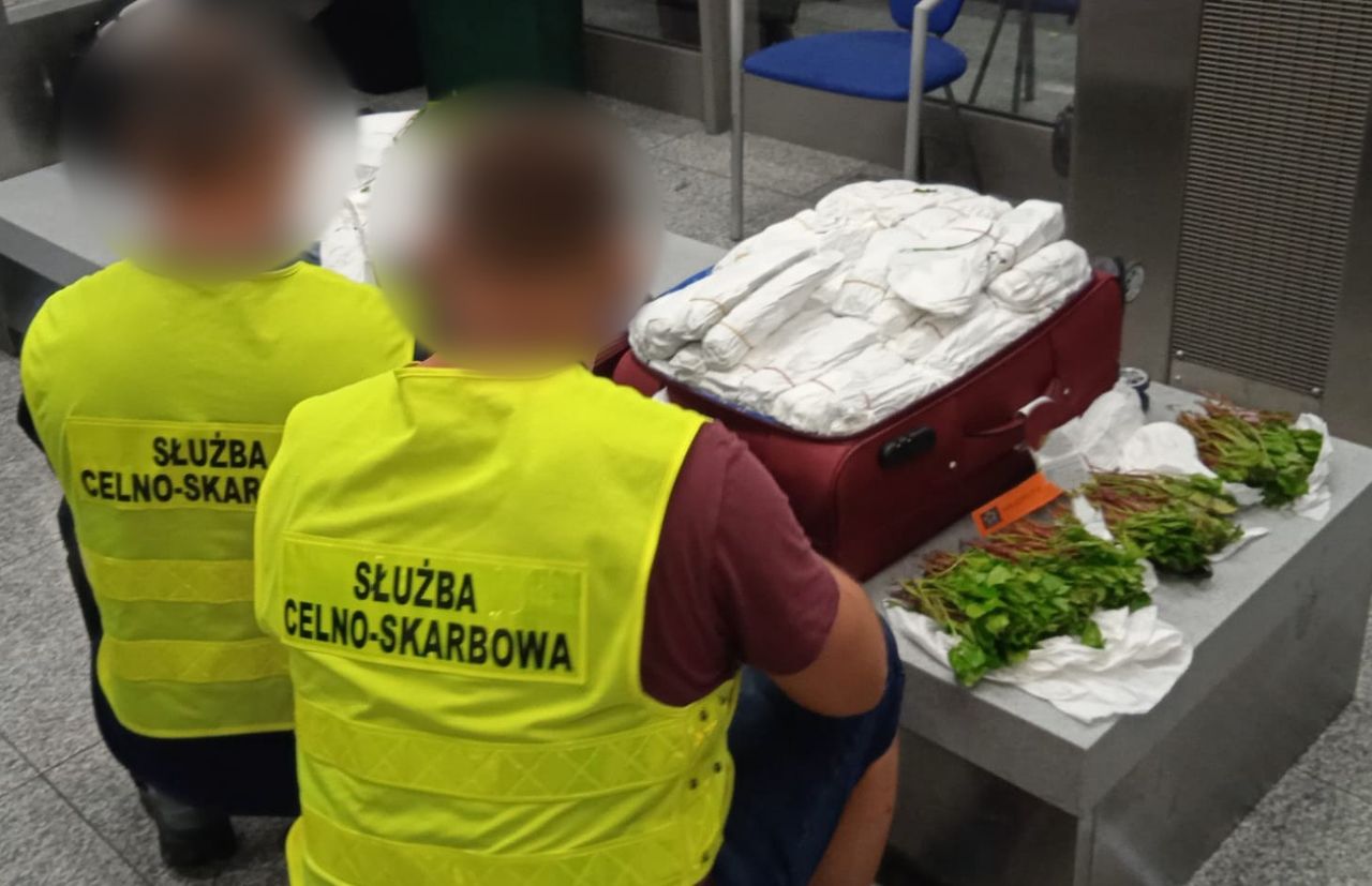Miały walizki pełne khatu. Rośliny przejęły służby