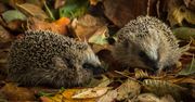 Leszno: Strażnicy miejscy ratowali jeża, który utknął w ogrodzeniu