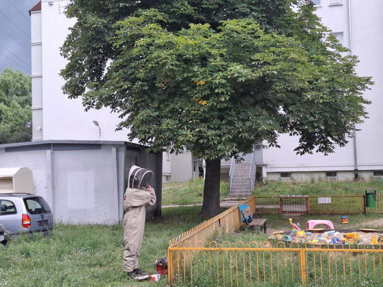 Łódź: Szerszenie na drzewie przy placu zabaw. Pomogli strażacy