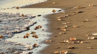 Setki meduz na sopockich plażach. Skąd się wzięły i czy trzeba się ich bać?