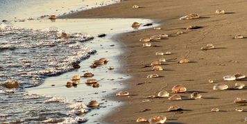 Setki meduz na sopockich plażach. Skąd się wzięły i czy trzeba się ich bać?