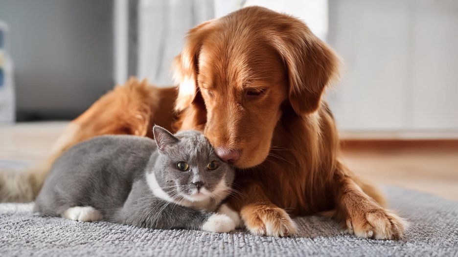  Duży, rudy pies i szary kot leżący na szarym dywanie.