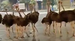 Strusie uciekły z zagrody. Zaskakujące wideo z ulic miasta