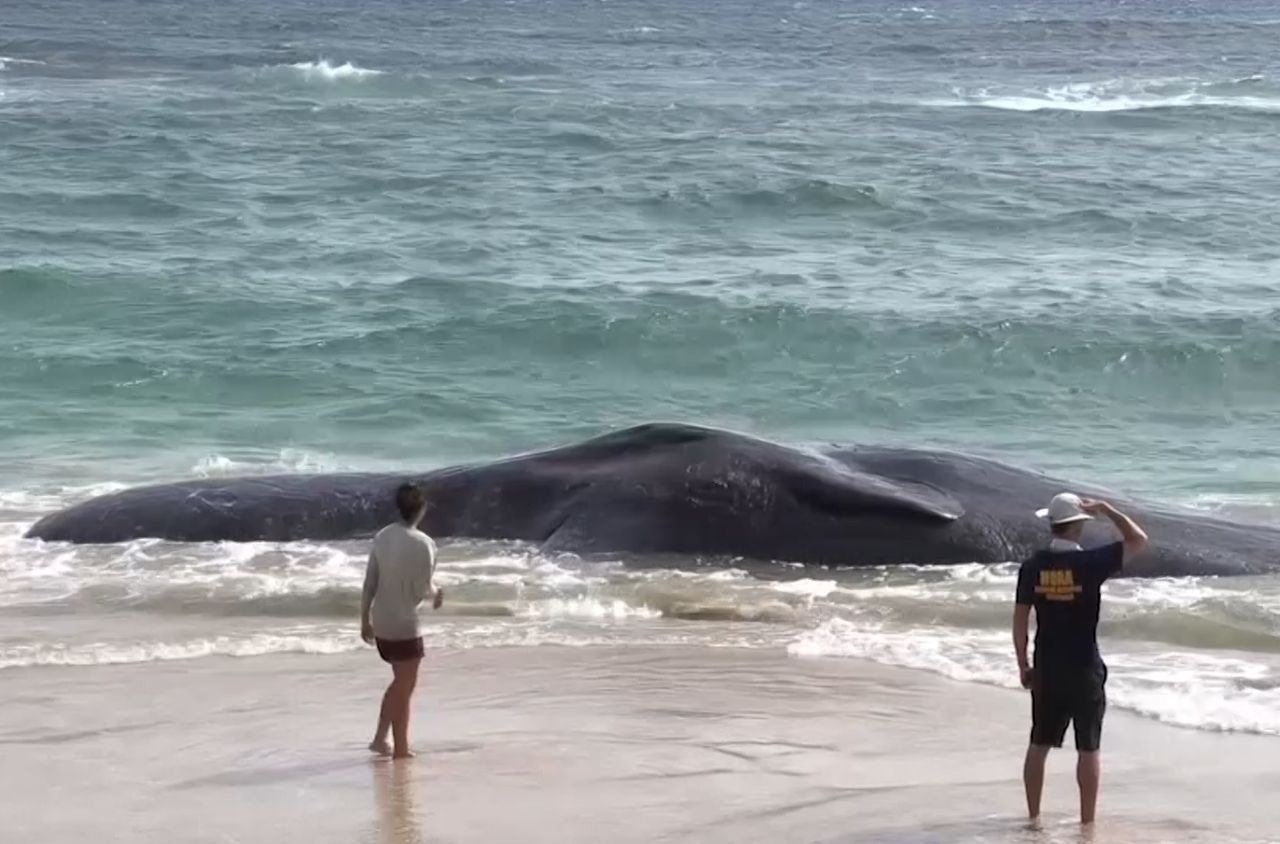Martwy wieloryb na Hawajach. Zaskakujące, co wykazała sekcja