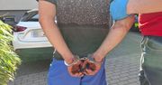 Bielsk Podlaski: Nielegalna uprawa konopi indyjskich. 31-latek zatrzymany