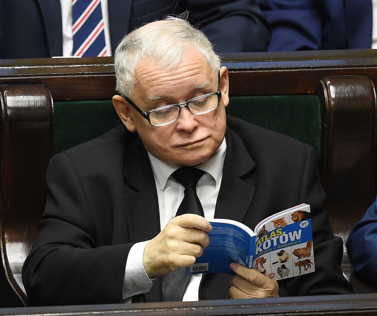 Kaczyński opowiedział o kotach. "Tłuką się po pyskach regularnie" / Zdjęcie z 2017 roku