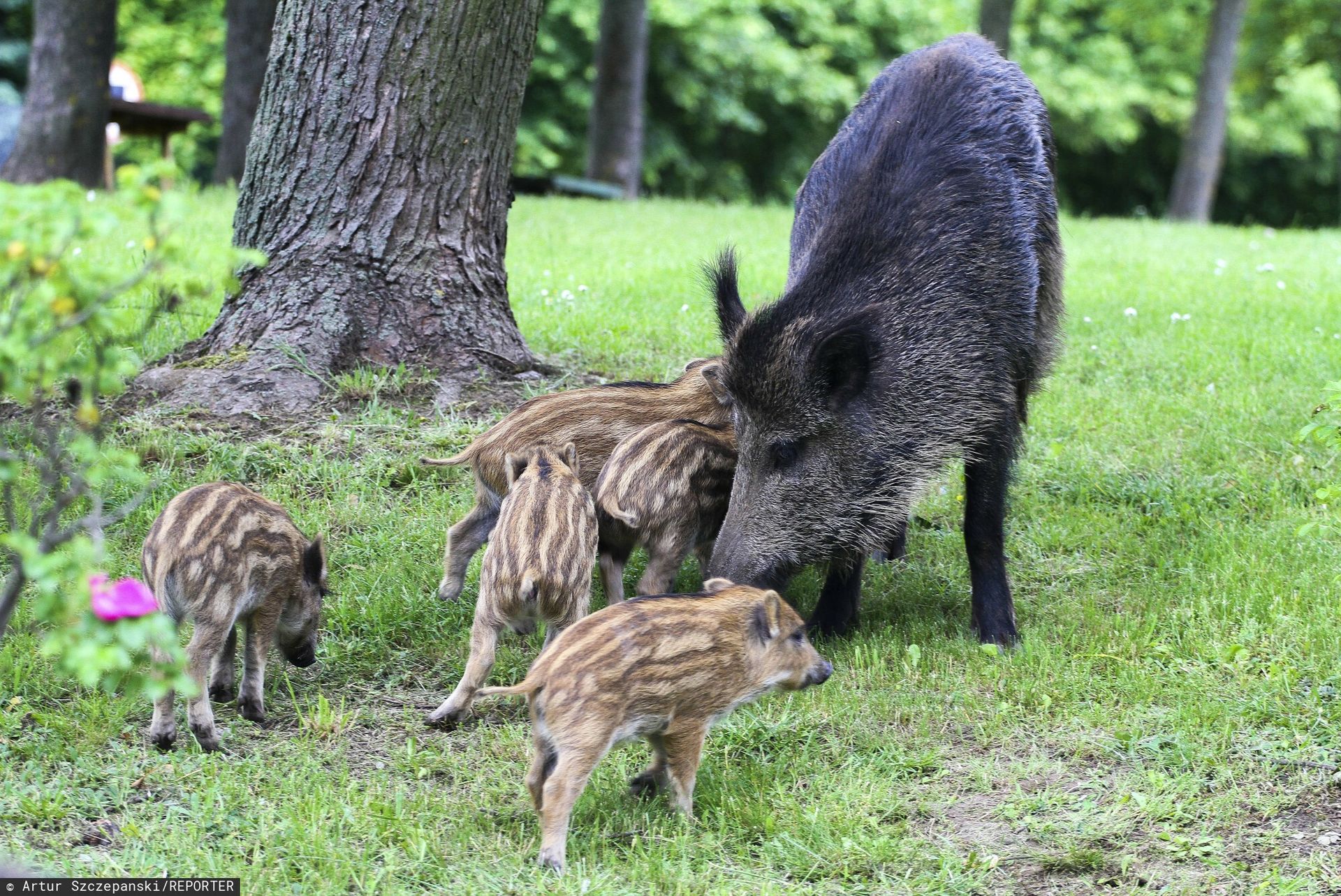 To nie Warszawa. W tym polskim mieście nie zabijają dzików