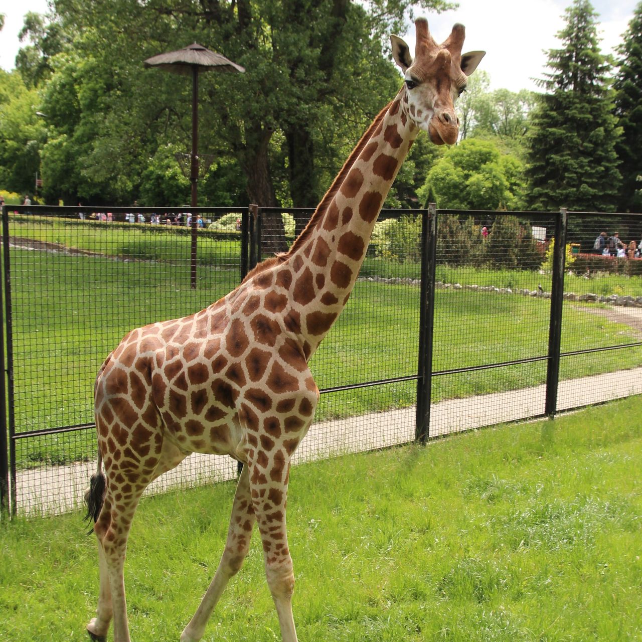 Warszawa. Do zoo przyjechała nowa żyrafa. To samiec