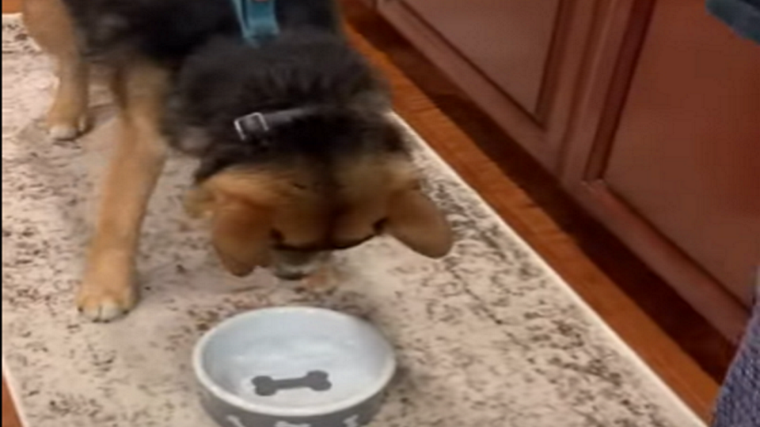 pies zwierzę śmieszne rozrywka