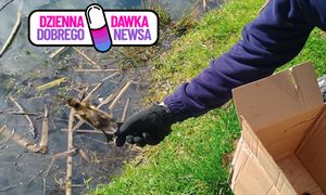 Usłyszał piski. Maleństwa wróciły do mamy