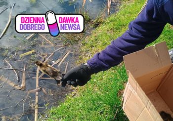 Usłyszał piski. Maleństwa wróciły do mamy