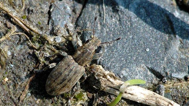 Oprzędzik pręgowaty jest ostatnio zmorą turystów na pomorskich plażach 
