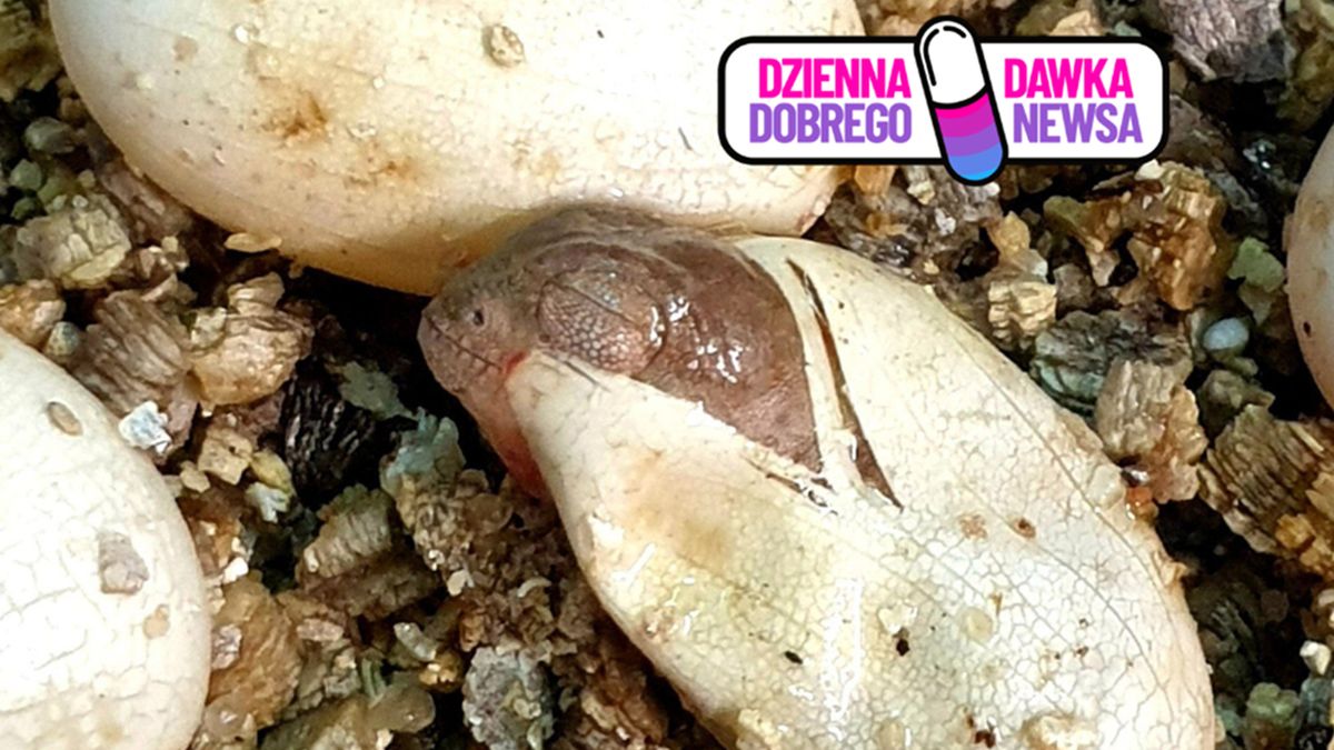  Warszawskie zoo powitało na świecie maleńkie kameleony