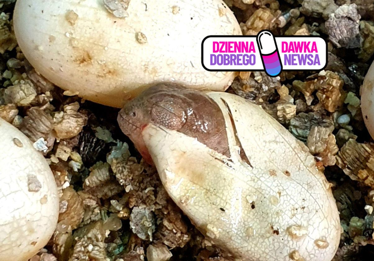 Wyglądają jak małe dinozaury. Wykluły się w Warszawie