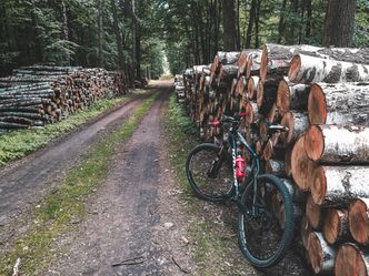 Ustawa specjalna o wycince drzew pod fabrykę w Senacie. "Otwiera drogę do prywatyzacji lasów"