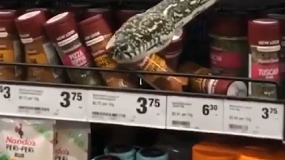 Australia. Trzymetrowy pyton schował się między półkami 