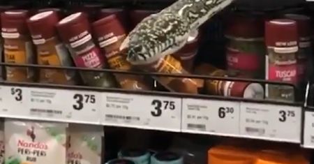 Australia. Szok w supermarkecie. Między przyprawami czekała ją niespodzianka