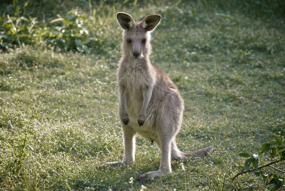 Kangur, zdjęcie ilustracyjne 