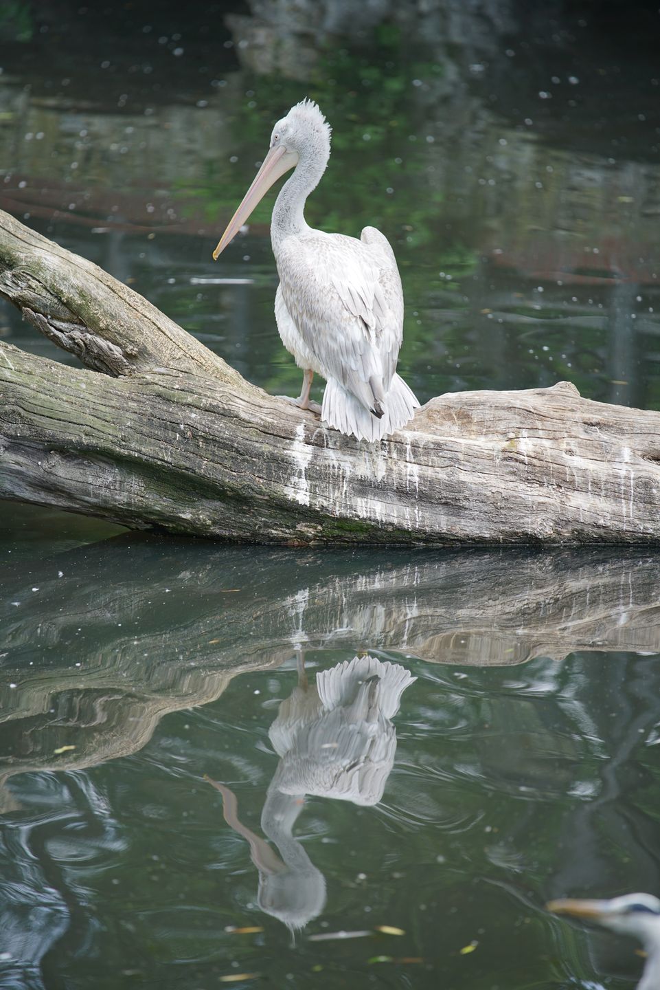 Sony FE 70–200 mm f/2.8 GM OSS - zdjęcia przykładowe z ZOO w Berlinie 26