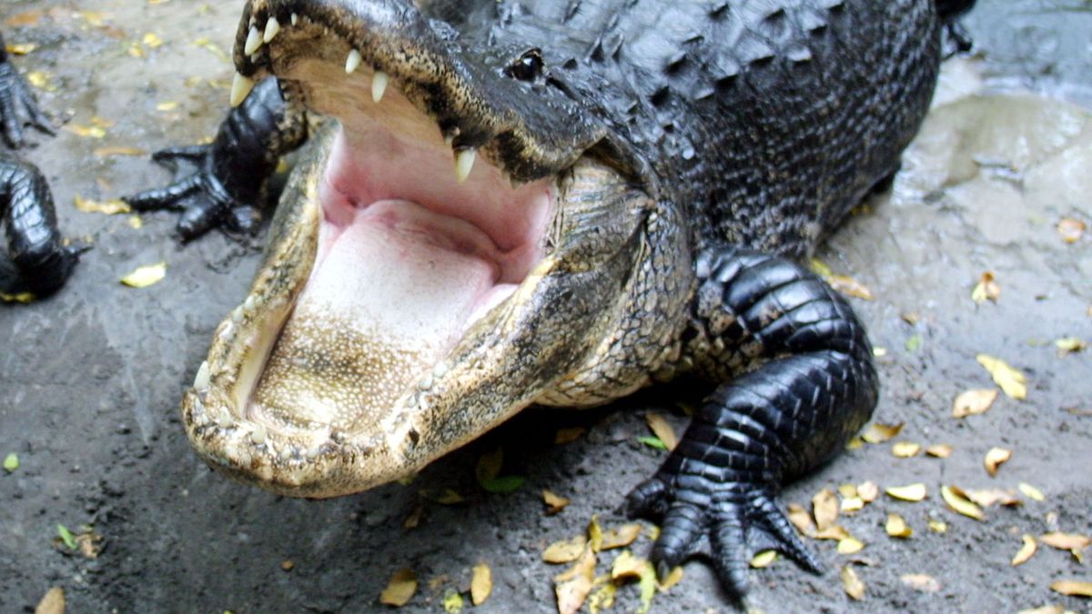 Aligator  - zdjęcie ilustracyjne