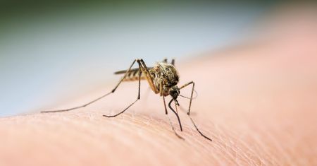 Proste sposoby na komary. Będą trzymać się z dala