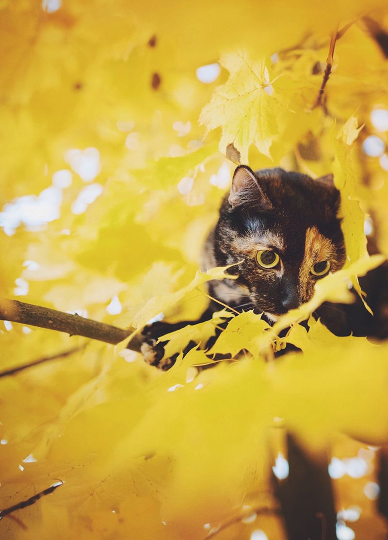 „Cat Effect", czyli cztery pory kota 3