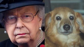 Królowa Elżbieta II opłakuje ukochanego psa: "Jej lojalny towarzysz Vulcan ZMARŁ w Windsorze"