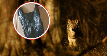 Znaleźli martwą wilczycę. "Tragiczny wypadek", "ludzka lekkomyślności"