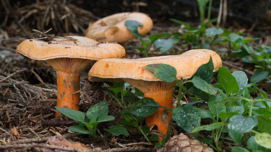 Mleczaj rydz (Lactarius deterrimus)