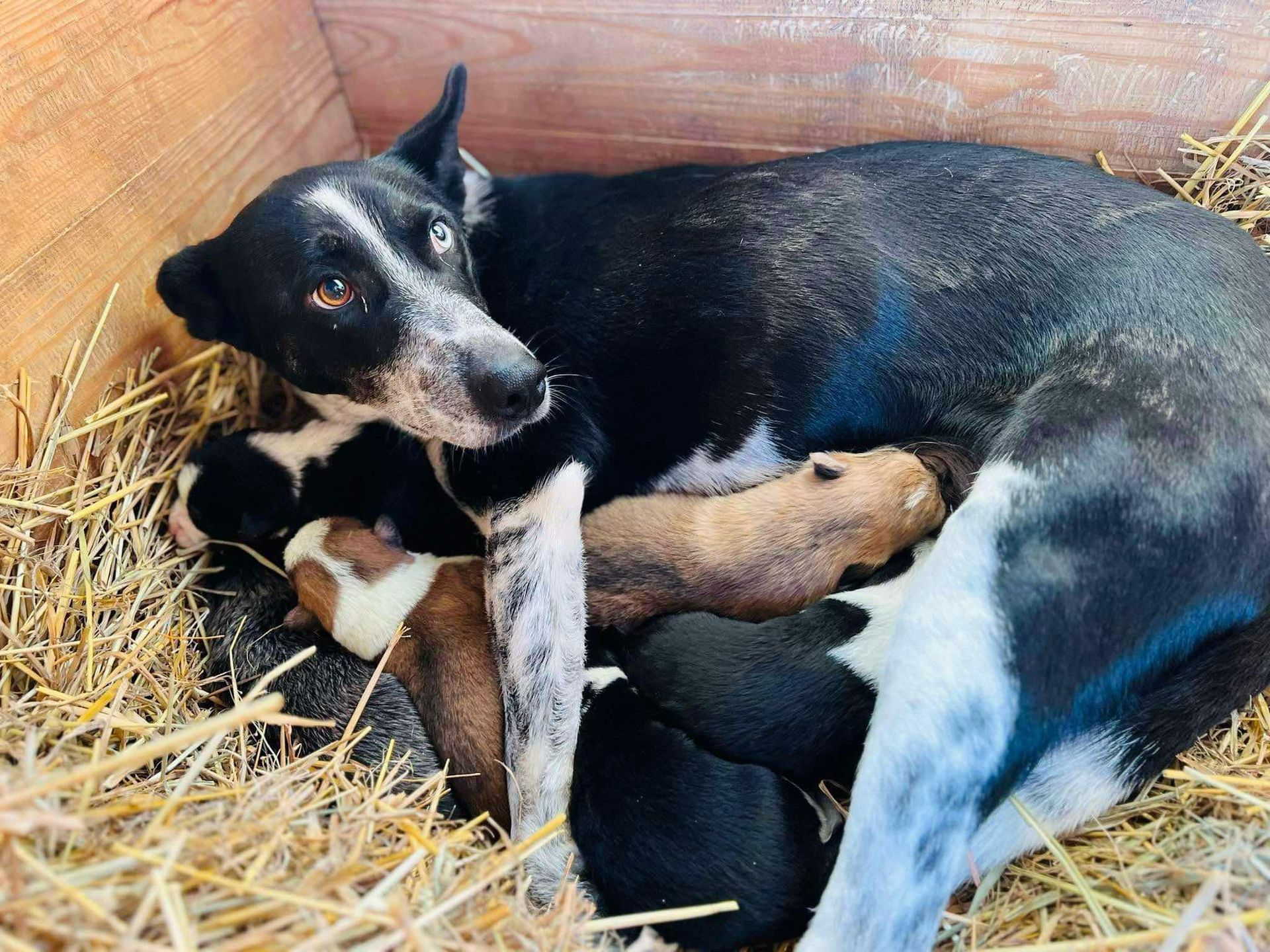 Podopieczni Schroniska w Celestynowie