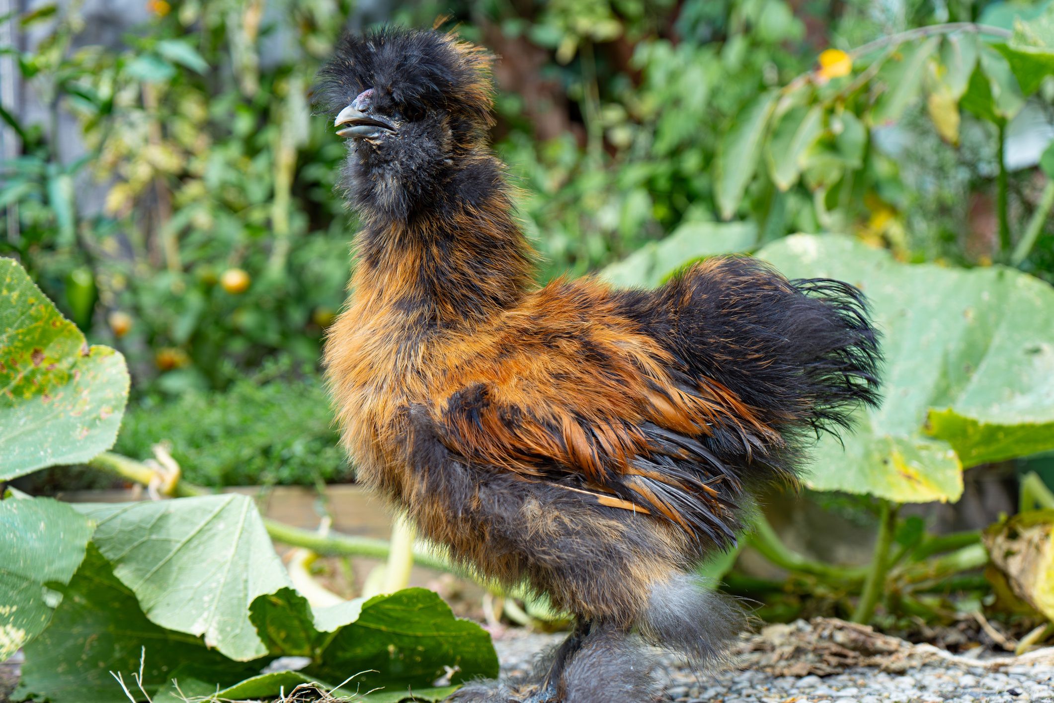 Warto mieć kury silki w ogrodzie