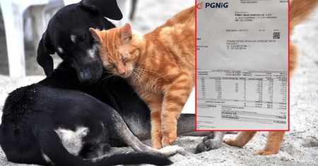 Pomagają zwierzętom. Dostali rachunek za gaz. "Jesteśmy załamani"