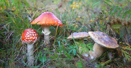 "Kanie i rydze". Rodzina zatruła się grzybami