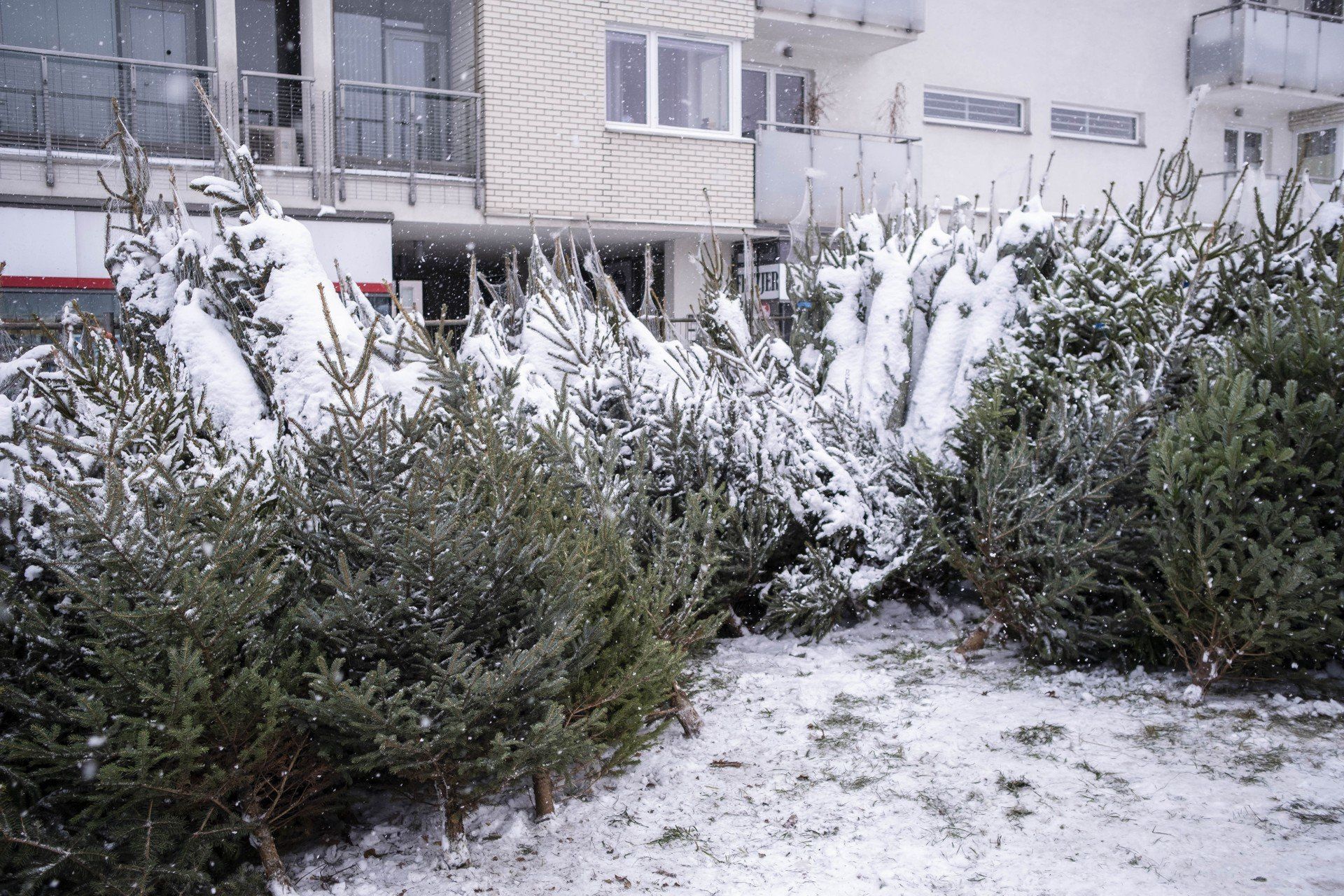 Darmowe drzewka za elektroodpady (i nie tylko)