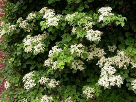 Hortensja pnąca (Hydrangea petiolaris)