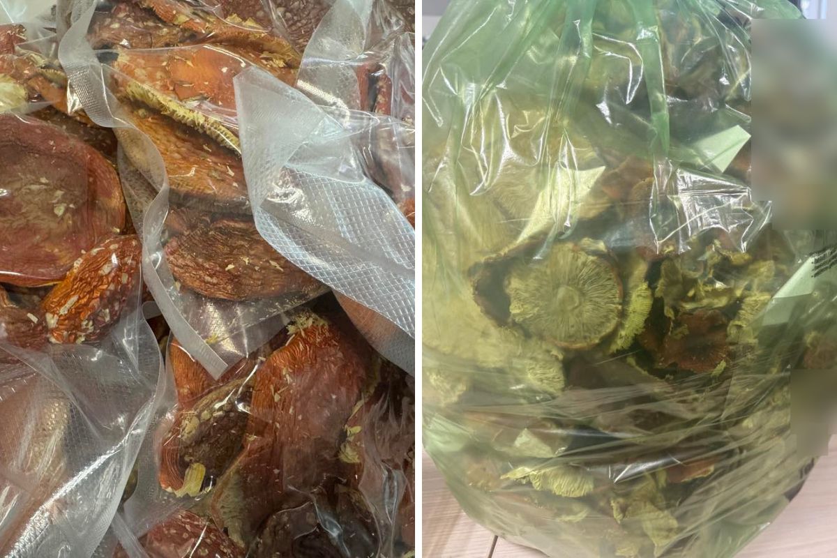 Sprzedawał w sieci trujące grzyby. Usłyszy zarzuty