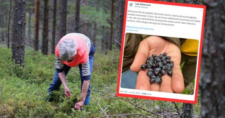 Jagody są już w lasach. W tych przypadkach ich zbiór może zakończyć się mandatem