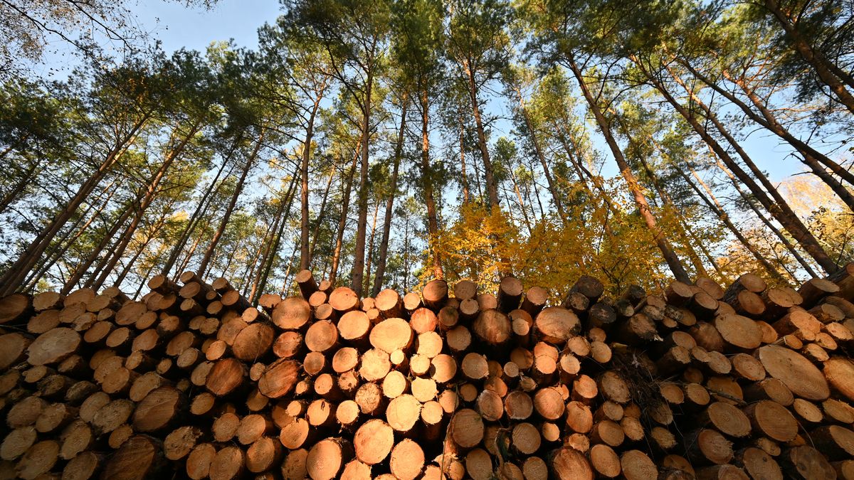 W Lasach Państwowych w dalszym ciągu trwa audyt 
