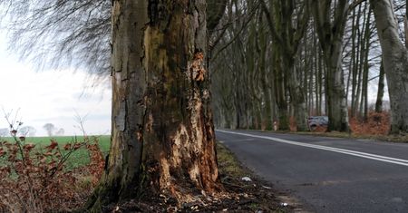 Białogrądy. Śmiertelny wypadek na DK 65. Bus wjechał w drzewo