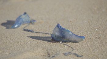 Nowy gatunek niebezpiecznego zwierzęcia. Odkryto go w Japonii