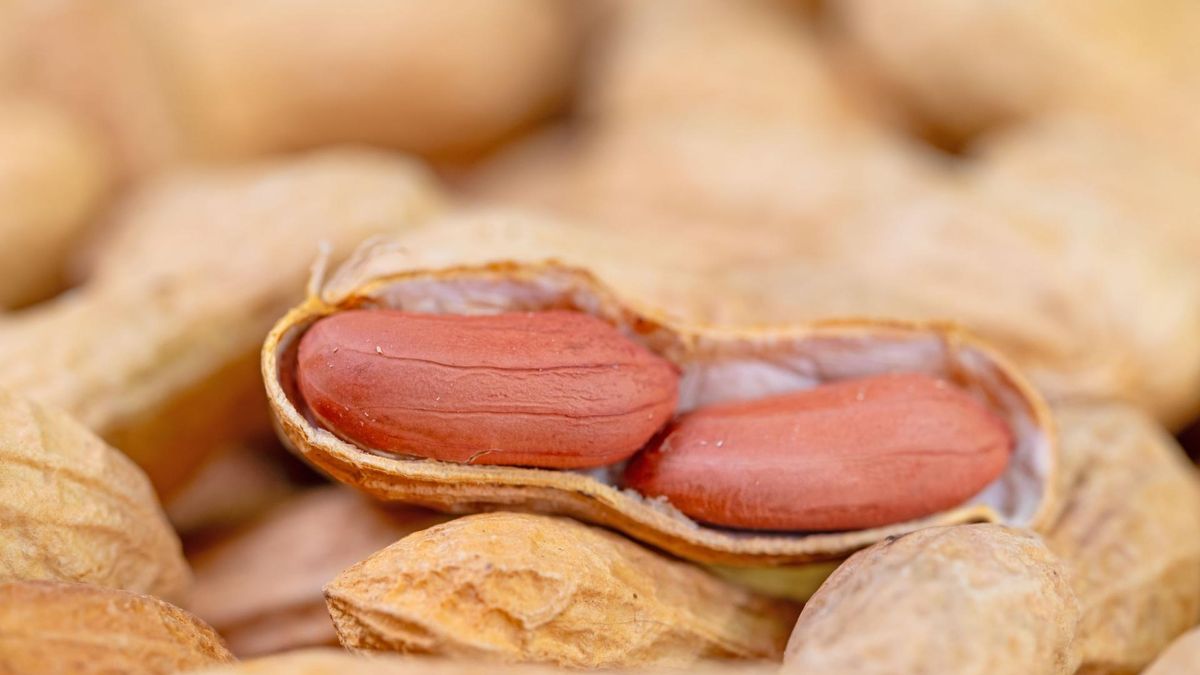 Orzeszki ziemne wpływają korzystnie na pracę mózgu