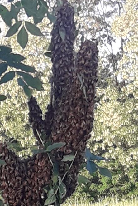 Rój pszczół na akacji