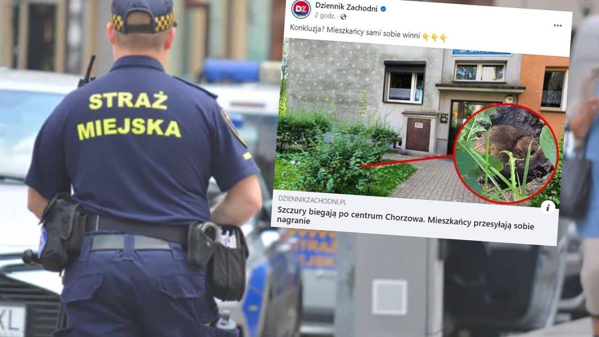 Szczury grasują w mieście. Mieszkańcy boją się gryzoni