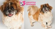 #AdoptujŚwiadomie: Pudelek szuka domu dla porzuconego Siemka