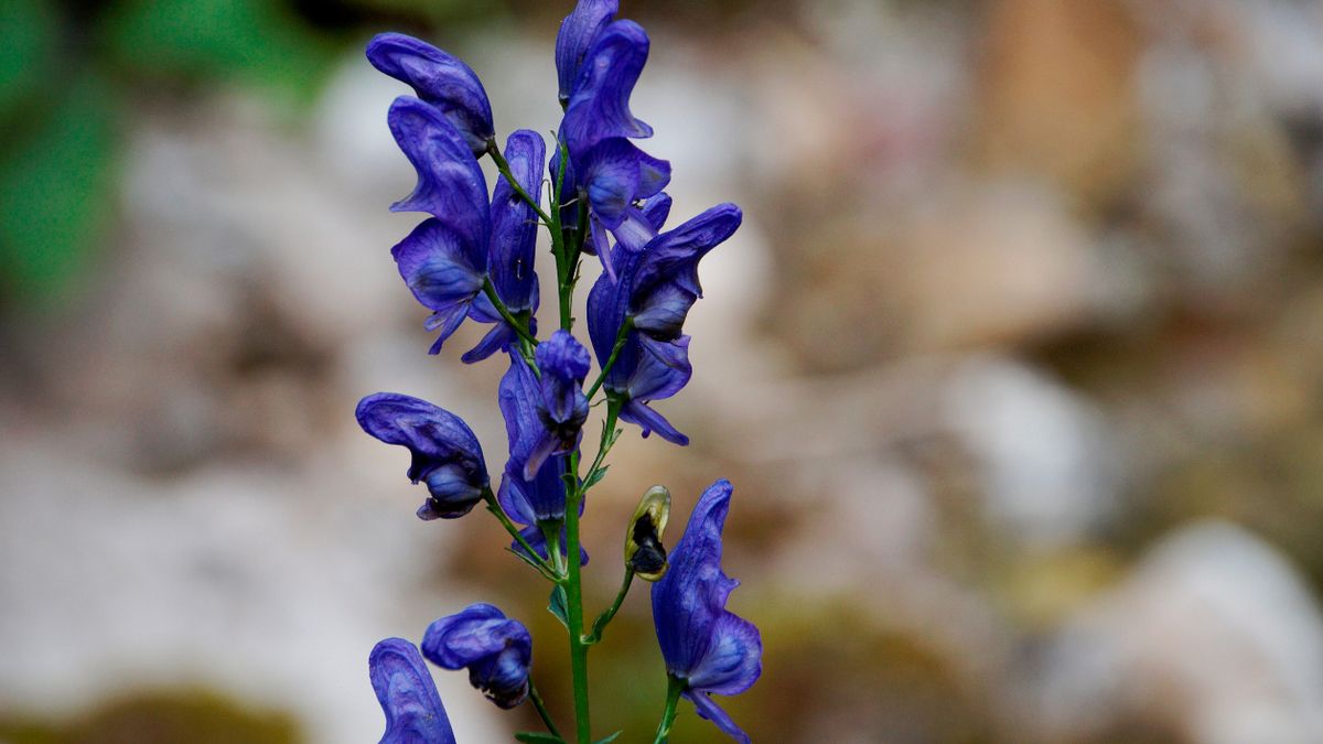 Aconitum, znany również jako tojad, to bylina trująca.