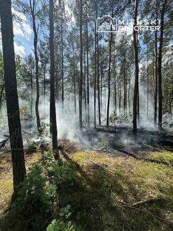 Pożar lasu na Choszczówce. Trwa akcja gaśnicza